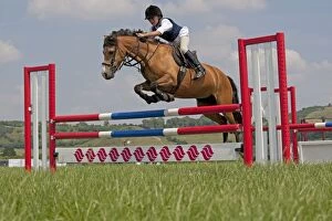 Horse Rider - jumping