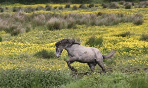 A horse running in a field of yellow wildflowers