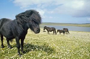 HORSE - Shetland ponies