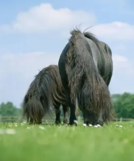 Horse Prints: Horse - Shetland Pony - Feeding in field