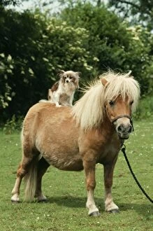 Ponies Gallery: HORSE - SHETLAND PONY with Papillon Dog on back
