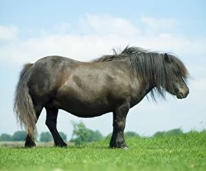 Images Dated 12th June 2008: Horse - Shetland Stallion - In field