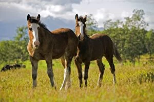 Foals Gallery: Horse - Two Shire Foals 3 months old, standing