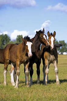 Images Dated 31st August 2008: Horse - Three Shire Horse Foals, few months old