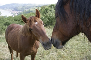 Horse - two in field