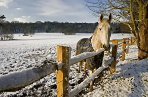 Coats Prints: Horse in a snowy field - South Downs - East Sussex - United Kingdom