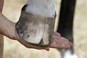 Horse. Split hoof