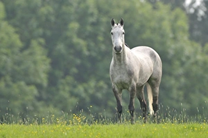Images Dated 1st May 2008: Horse - standing in meadow
