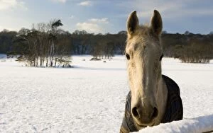 Horse - standing in a snowy field