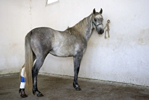 Horse - tethered with bandage on back leg Horse - tethered with bandage on back leg