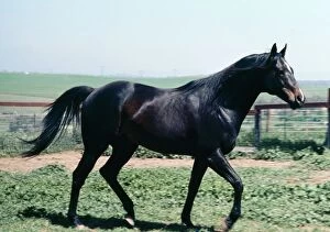 Horse - thoroughbred stallion, walking