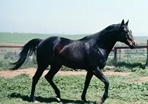 Stallions Prints: Horse - thoroughbred stallion, walking