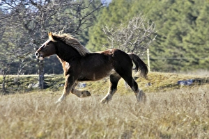 Images Dated 21st December 2005: Horse - Trait Breton