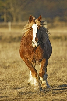 Images Dated 21st December 2005: Horse - Trait Breton - Galloping towards camera