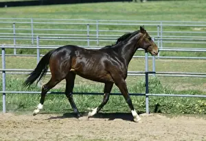 Trotting Prints: Horse - Troting