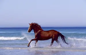 Splashing Prints: Horse - trotting through waves in sea