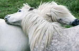 HORSE - two, Shetland Ponies mutual grooming