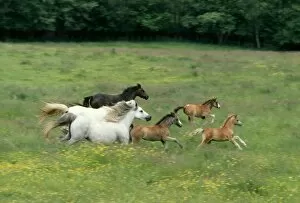Horse - Welsh Mountain Ponies, galloping