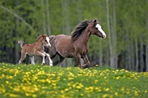Horse - Welsh Mountain Ponies, Mare and foal running