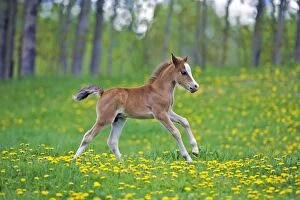 Horse - Welsh Mountain Pony Colt galloping over