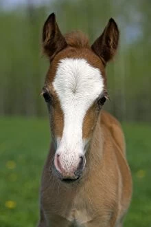 Horse - Welsh Mountain Pony Colt portrait close-up