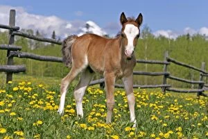 Colt Gallery: Horse - Welsh Mountain Pony Colt, few weeks old