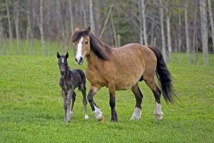 Horse - Welsh Mountain Pony mare with black foal