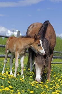 Horse - Welsh Mountain Pony Mare with colt at summer