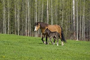 Images Dated 17th May 2008: Horse - Welsh Mountain Pony Mare and few day old