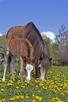 Horse - Welsh Mountain Pony Mare and Foal grazing