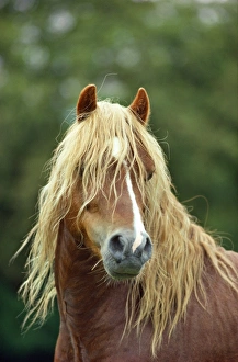 Horse - head and mane