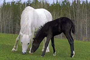 Images Dated 8th May 2008: Horse - Welsh Mountain Pony white Mare and black