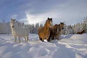 Horse - Welsh Ponies, group standing on meadow in deep snow
