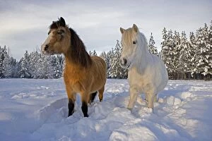 Horse - Welsh Ponies, two standing together in deep snow