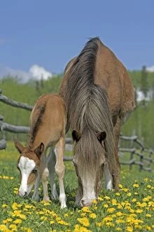 Horse - Welsh Pony mare and few days old Foal grazing