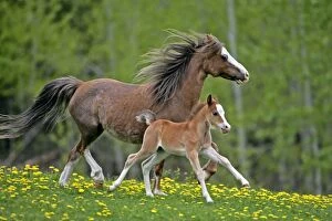 Horse - Welsh Pony Mare and Foal running together on meadow