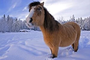 Horse - Welsh Pony mare standing in deep snow