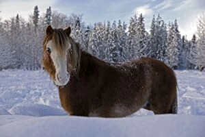 Horse - Welsh Pony standing on meadow in deep snow