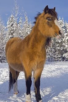 Horse - Welsh Pony standing on snow at winter pasture