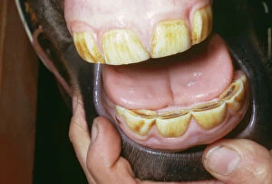 Horse - yearlings teeth