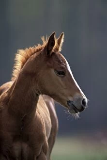 Colt Gallery: Horse - Young Colt at spring pasture