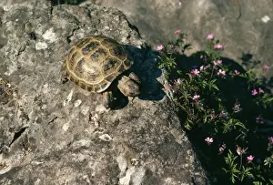 Tortoises Prints: Horsefield's Tortoise JC 219 Testudo horsefieldii © John Clegg / ardea. com