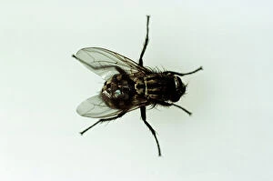 Flies Gallery: HORSEFLY - from above