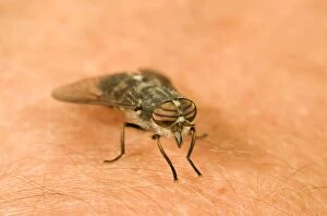 Images Dated 14th June 2004: Horsefly / Deer Fly - On human skin