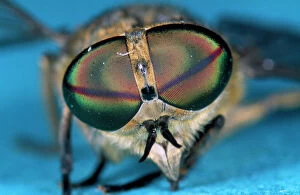 Images Dated 22nd December 2008: Horsefly - detailed study of eyes
