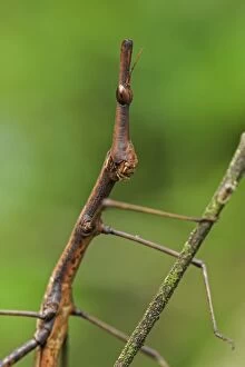 Horsehead Grasshopper, Superagui National Park