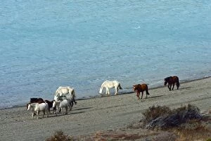 Argentinian Gallery: Horses