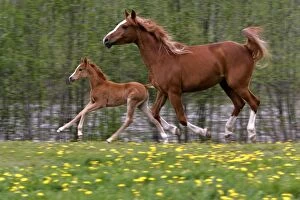 Arabs Gallery: Horses - Arabian Mare and Foal gallopingʩn spring meadow