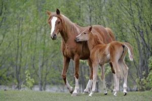 Caballus Gallery: Horses - Arabian Mare and Foal in meadow