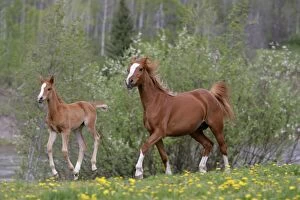 Arabs Gallery: Horses - Arabian Mare and Foal runningʩn spring meadow